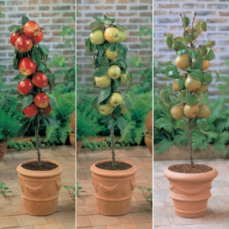 Aprende A Cultivar Árboles Frutales En Tu Patio O Balcón | delicias.tv blog