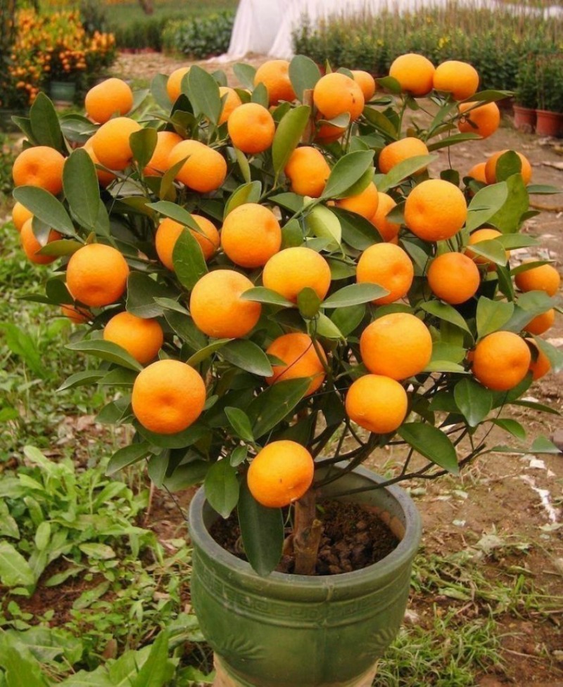 foto-3