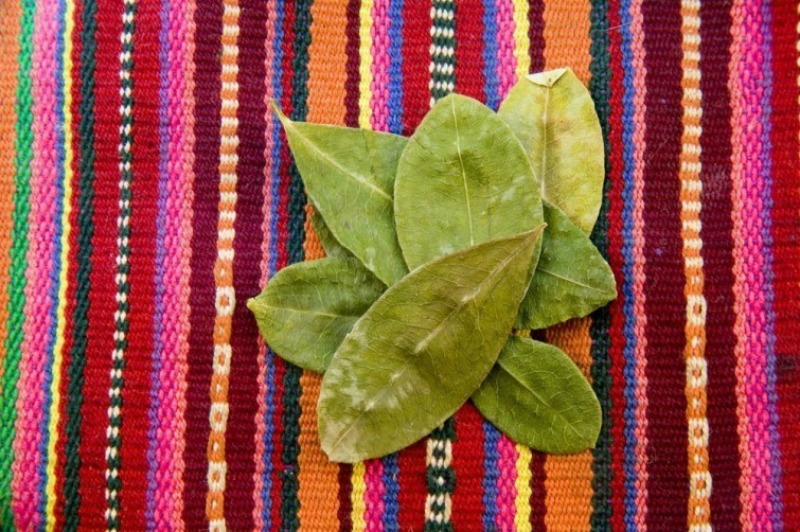 Te Sorprenderán Los Beneficios Para La Salud Que Tiene La Hoja De Coca delicias.tv blog Te Sorprenderán Los Beneficios Para La Salud Que Tiene La Hoja De Coca delicias.tv blog