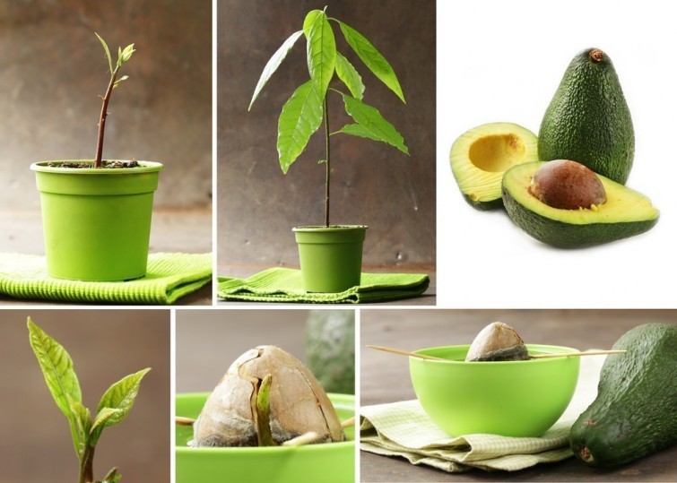 Porque Se Mueren Los Aguacates Al Trasplantar
