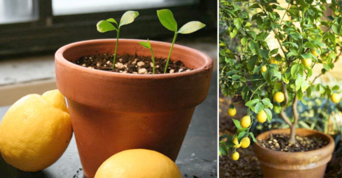 Limonero En Maceta No Da Limones