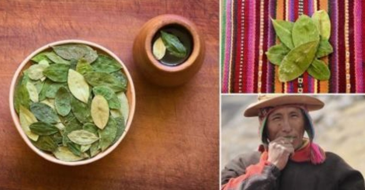 Te Sorprenderán Los Beneficios Para La Salud Que Tiene La Hoja De Coca