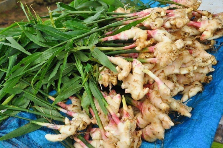 Propiedades Del Jengibre Y 13 Enfermedades Que Puedes Controlar Con Su Consumo delicias.tv blog Propiedades Del Jengibre Y 13 Enfermedades Que Puedes Controlar Con Su Consumo delicias.tv blog