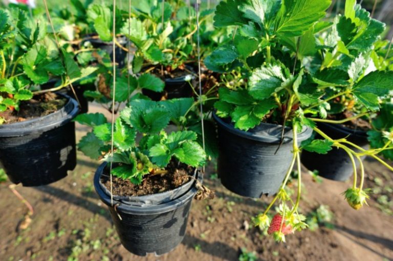 15 Sencillas Ideas Que Te Convertirán En El Mejor Jardinero | delicias