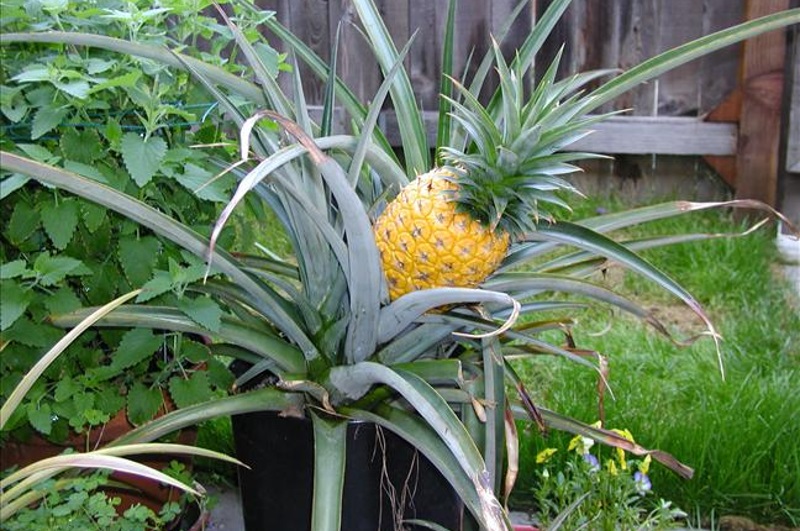 Podrás Tener Piñas Creciendo En Tu Jardín ¡Mira Acá Cómo Hacerlo ...