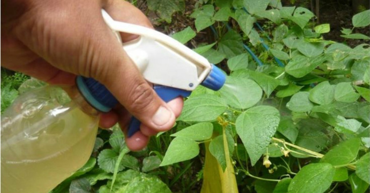 Prepara Este Insecticida, Repelente Y Fungicida Casero A Base De Ajo
