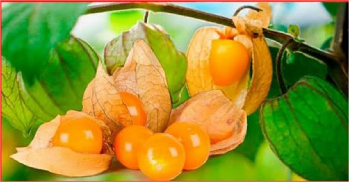 Esta Nueva Súper Fruta Fortalece La Próstata, Combate La